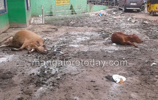 Dr Edmond Fernandes in Chennai